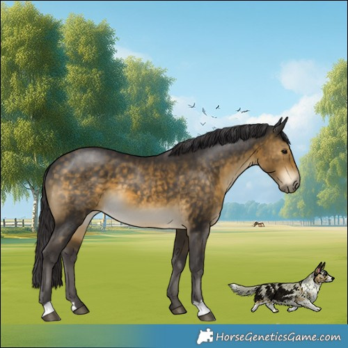 Horse Color:Buckskin 