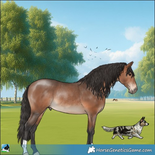 Horse Color:Bay Mushroom Rabicano 