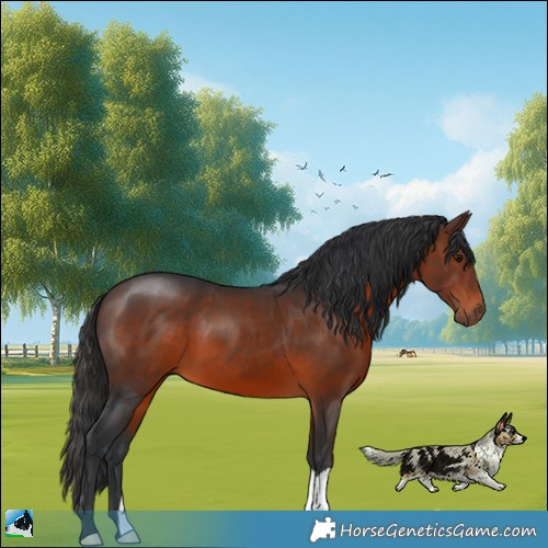 Horse Color:Brown 