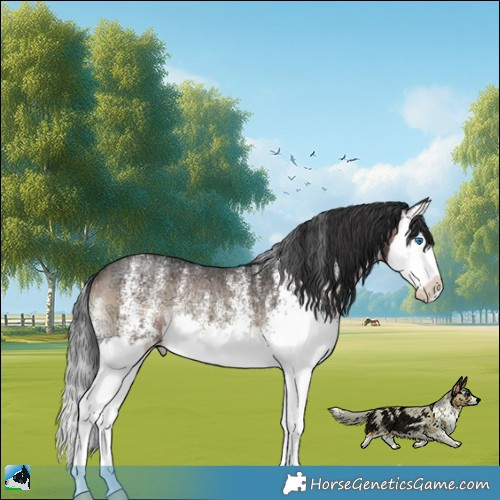 Horse Color:White Spotted Brown Ice Onyx Splash Rabicano 