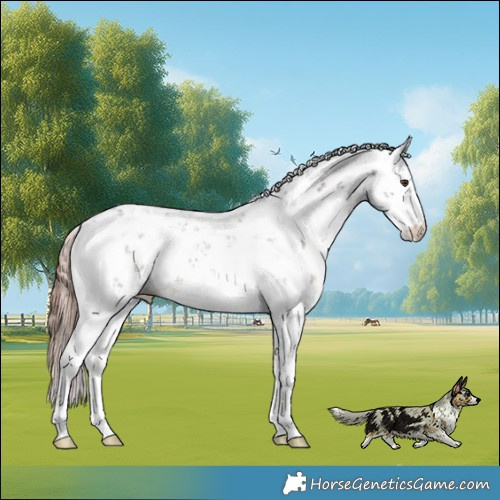 Horse Color:Liver Chestnut Sabino 