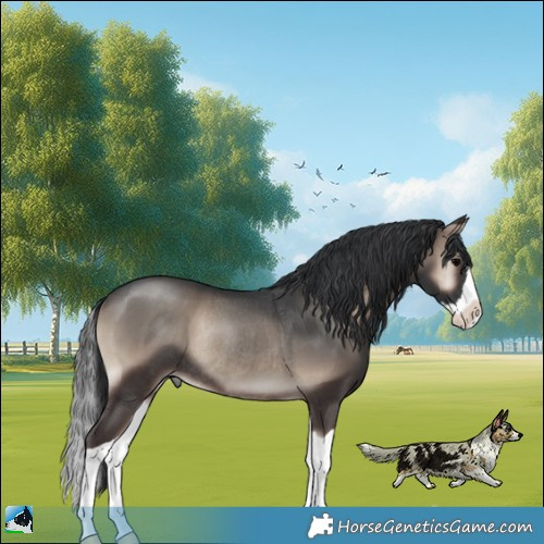 Horse Color:Blue Onyx Splash Rabicano 