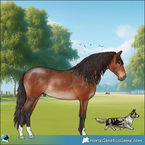 Horse Color:Bay Rabicano 
