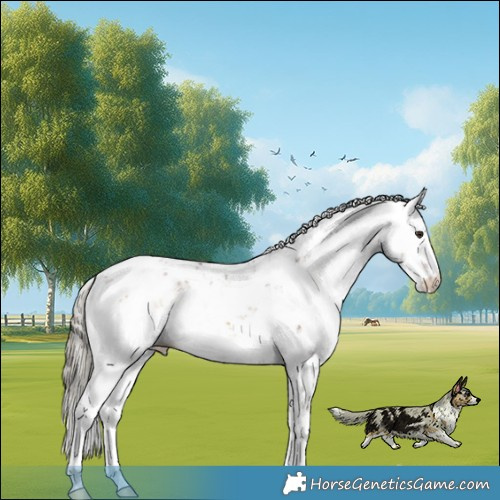 Horse Color:Liver Red Onyx Sabino Appaloosa 