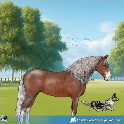 Horse Color:Silver Bay Sabino Rabicano 