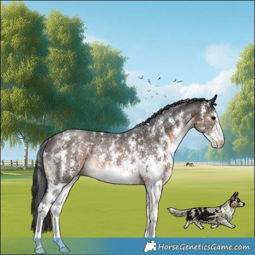 Horse Color:Brown Sabino Rabicano 