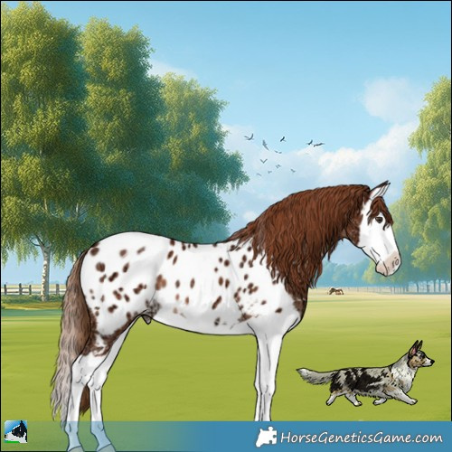 Horse Color:Chestnut Ice Splash Appaloosa 