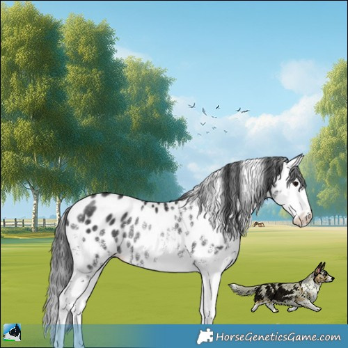 Horse Color:White Spotted Black Splash Appaloosa Rabicano 