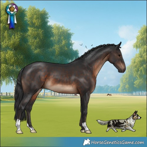 Horse Color:Brown 
