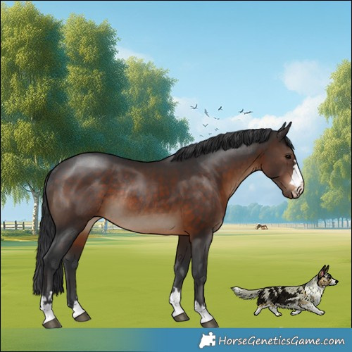 Horse Color:Brown Rabicano 
