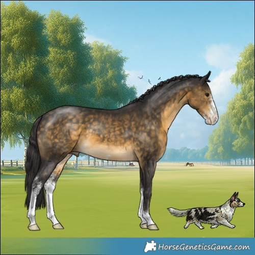 Horse Color:Buckskin Sabino 