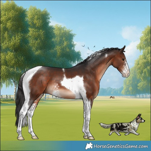 Horse Color:Brown Mushroom Sabino Tobiano