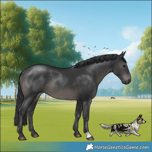Horse Color:Black Rabicano 