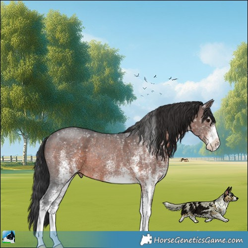 Horse Color:White Spotted Brown Rabicano 