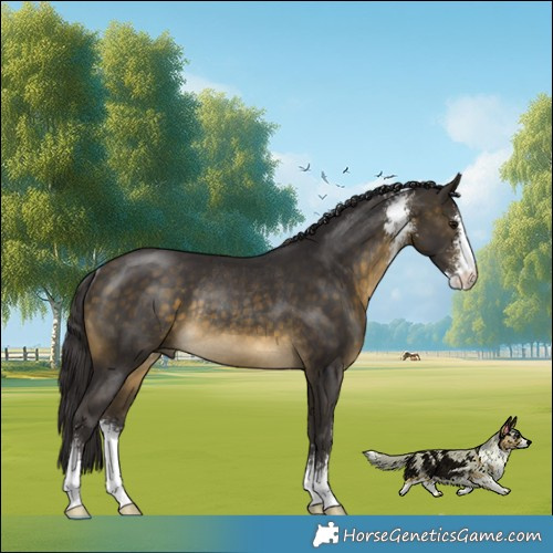 Horse Color:Buckskin Sabino Rabicano 