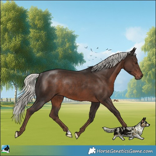 Horse Color:Liver Chestnut Mushroom Rabicano 