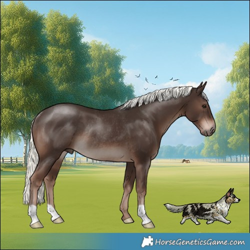 Horse Color:Liver Chestnut Mushroom Rabicano 