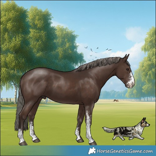 Horse Color:Liver Chestnut Mushroom Sabino 