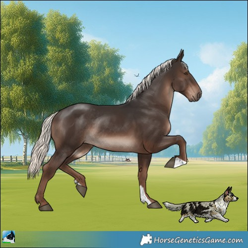 Horse Color:Liver Chestnut Mushroom Rabicano