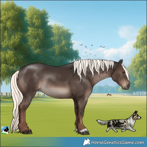 Horse Color:Liver Chestnut Mushroom Rabicano 