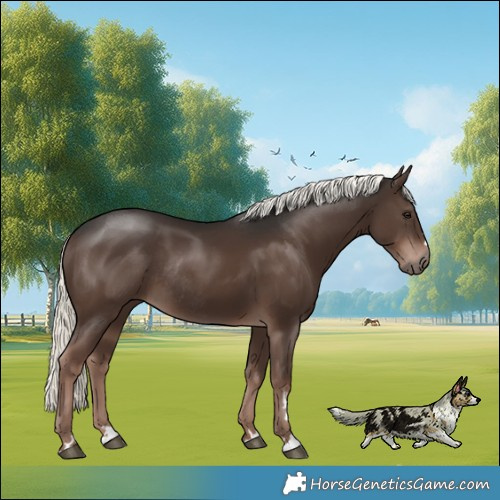 Horse Color:Liver Chestnut Mushroom Rabicano 