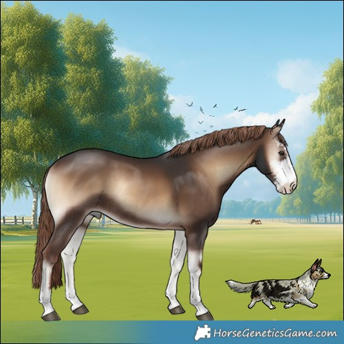 Horse Color:Liver Red Onyx Sabino Rabicano 