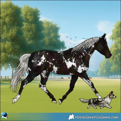 Horse Color:White Spotted Midnight Liver Chestnut Mushroom 