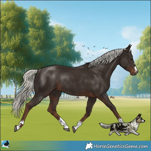 Horse Color:Liver Chestnut Mushroom Rabicano 