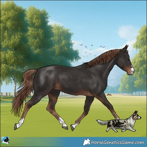 Horse Color:Liver Chestnut 