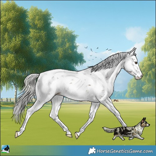 Horse Color:Liver Chestnut Mushroom Sabino Rabicano