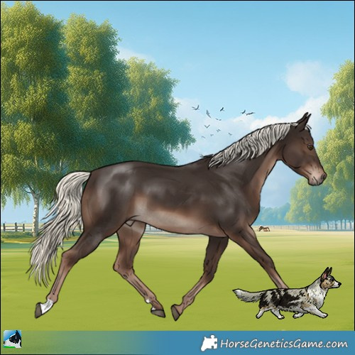 Horse Color:Liver Chestnut Mushroom 