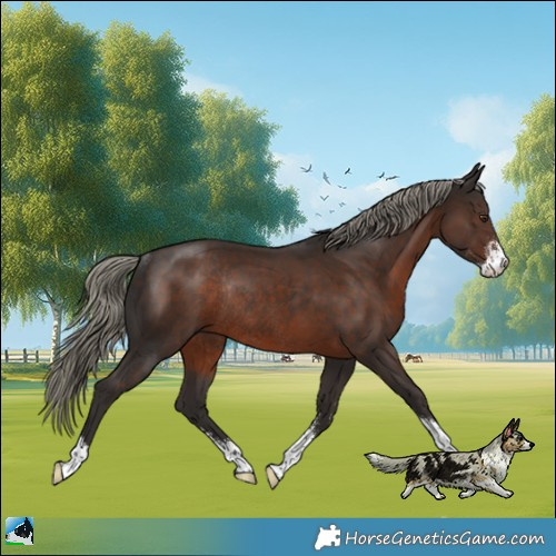 Horse Color:Liver Chestnut Mushroom Sabino Rabicano