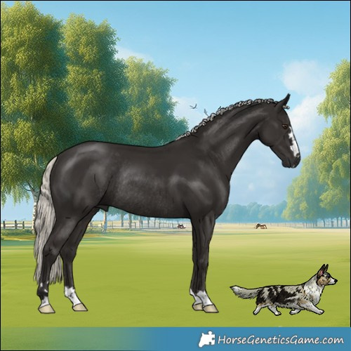 Horse Color:Liver Chestnut Mushroom Rabicano 