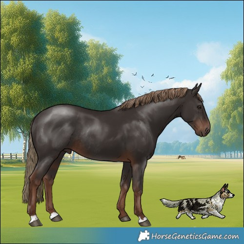 Horse Color:Liver Chestnut Rabicano 