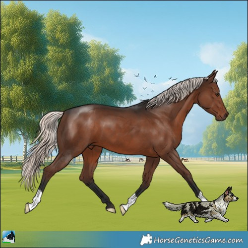 Horse Color:Liver Chestnut Mushroom 