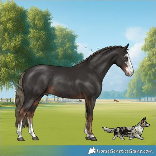 Horse Color:Liver Chestnut Sabino Rabicano 