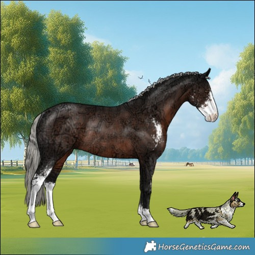 Horse Color:Liver Chestnut Ice Mushroom Sabino Rabicano 