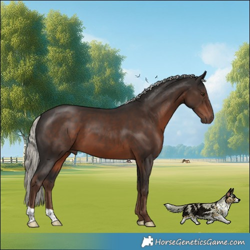 Horse Color:Liver Chestnut Mushroom 