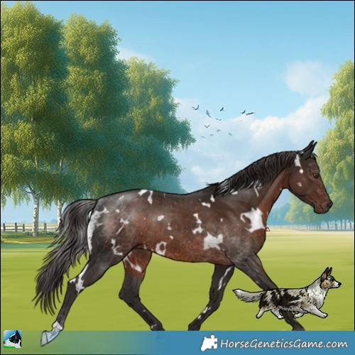 Horse Color:White Spotted Liver Chestnut Rabicano 