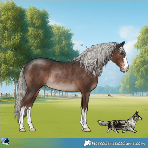 Horse Color:Liver Chestnut Mushroom Rabicano 