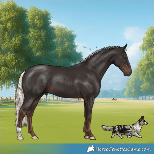 Horse Color:Liver Chestnut Mushroom 