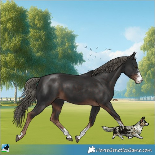 Horse Color:Liver Chestnut Mushroom Sabino 