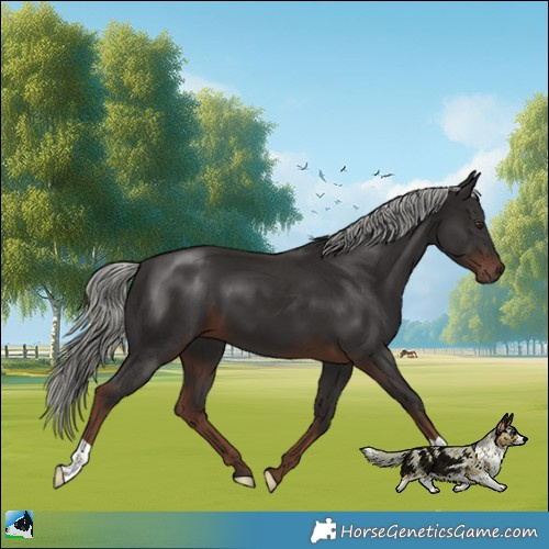 Horse Color:Liver Chestnut Mushroom 