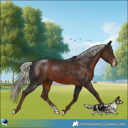 Horse Color:Liver Chestnut Mushroom Sabino 