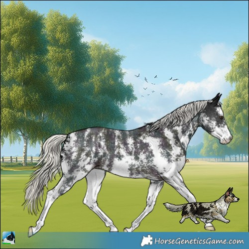Horse Color:Midnight Liver Chestnut Mushroom Sabino 