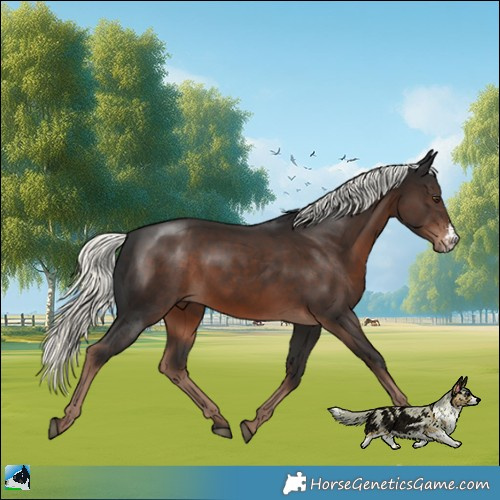 Horse Color:Liver Chestnut Mushroom Sabino 