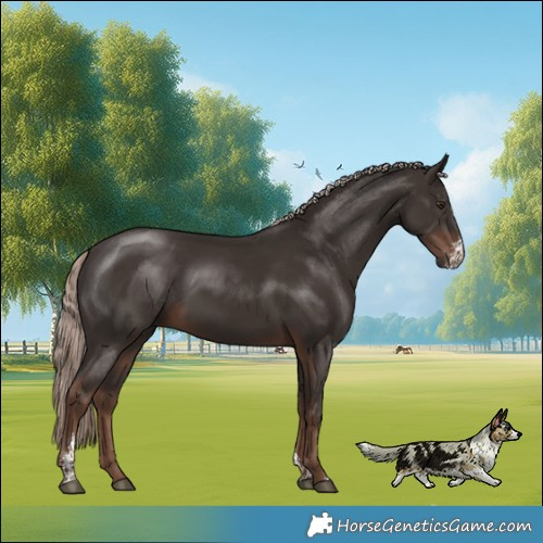 Horse Color:Liver Chestnut Mushroom Sabino 