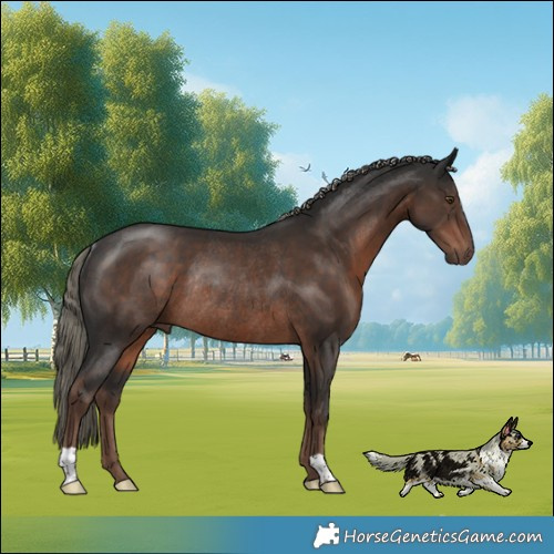 Horse Color:Liver Chestnut Mushroom Rabicano 