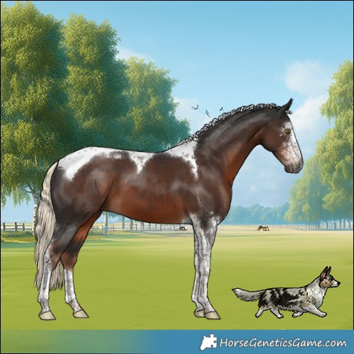 Horse Color:Gray Liver Chestnut Mushroom Sabino Tobiano 