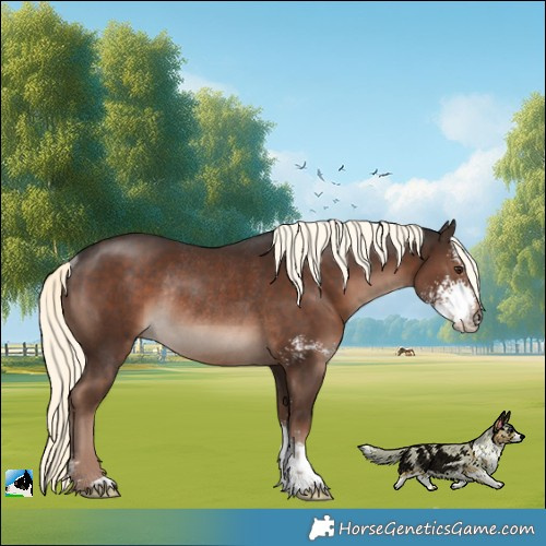 Horse Color:Liver Chestnut Mushroom Sabino Rabicano 
